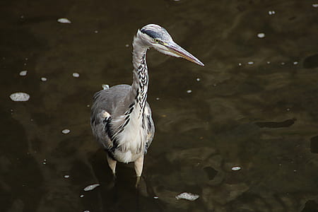 person showing white and grey long-beaked bird on body of water thumbnail