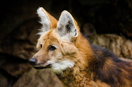 shallow focus photography of brown fox thumbnail