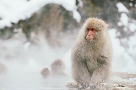 beige and brown monkey standing on rock near water cover with fog thumbnail