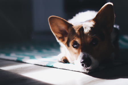Pembroke welsh corgi puppy lying on floor close-up photography thumbnail