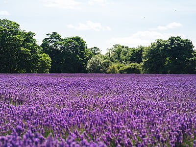 purple lavender plant during daytime thumbnail