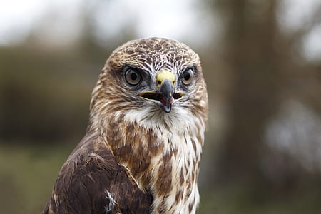 selective focus photo of brown and white owl thumbnail