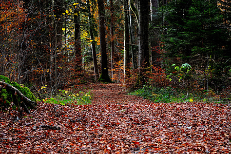 forest during day time thumbnail