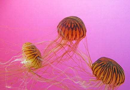 Three Brown-and-black Jellyfishes thumbnail