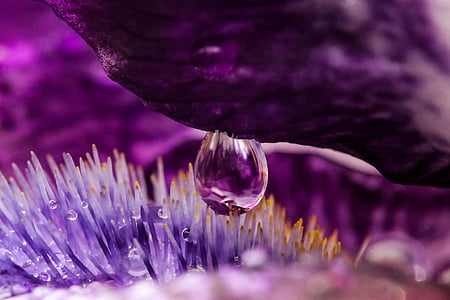 close-up photo of flower pollen thumbnail