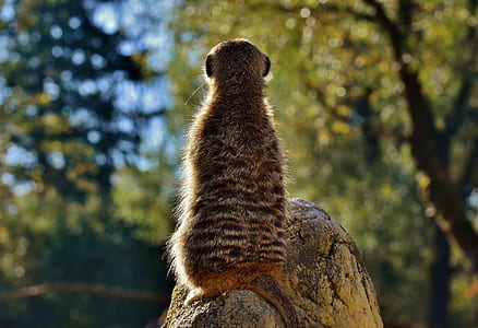 brown mammal on grey rock thumbnail