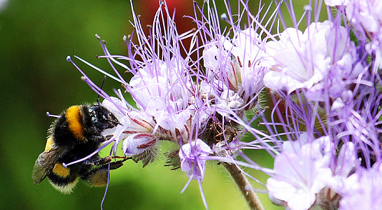 bee perching on purple and white flower thumbnail