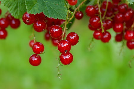 red fruits thumbnail