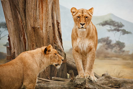 two lioness near tree thumbnail