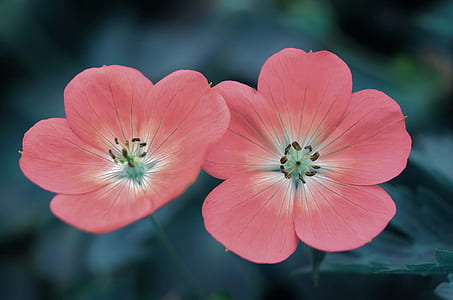closeup photography of two pink petaled flowers thumbnail