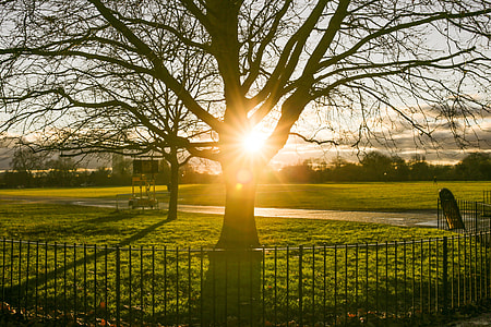 Park Fence Tree Sunset thumbnail