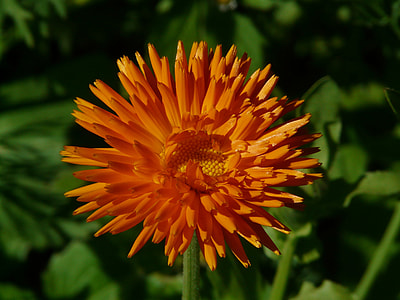 Marigold, Calendula Officinalis thumbnail