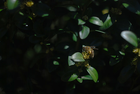 honeybee perched on green leaf thumbnail