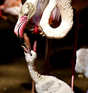 shallow focus photography of two white flamingos thumbnail