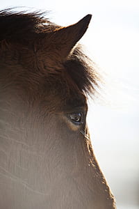 closeup photography of brown horse thumbnail