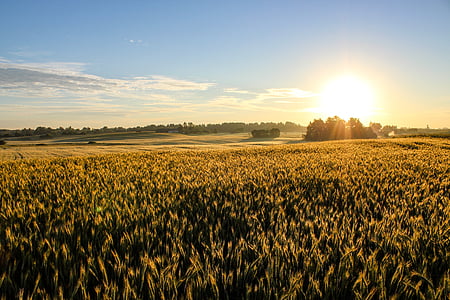 wheat field during sunset thumbnail