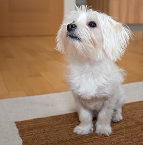 focus photo of Maltese puppy on floor thumbnail