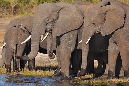 herd elephant beside body of water thumbnail