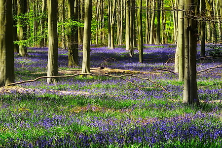purple flower on forest thumbnail