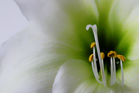 macro photo of white lily thumbnail