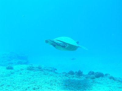 gray turtle thumbnail