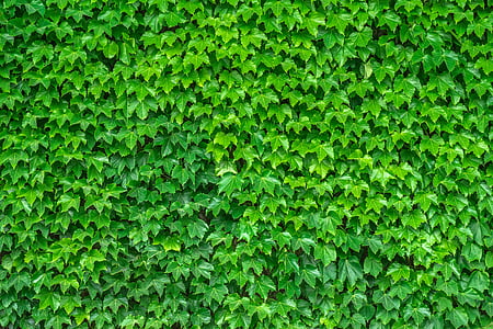 green leaf plants photo thumbnail