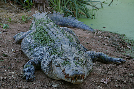 gray saltwater crocodile thumbnail