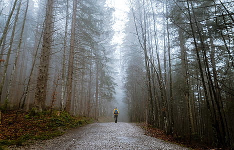 man walking on eerie forest thumbnail
