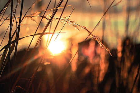 photo of brown grass during golden hour thumbnail