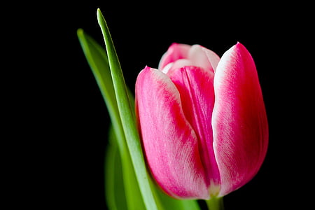 closeup photo of pink tulip flower thumbnail