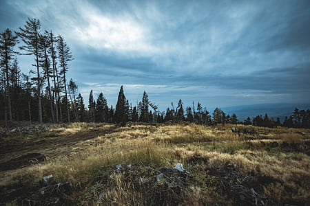 nature, sky, cloudy, forest thumbnail