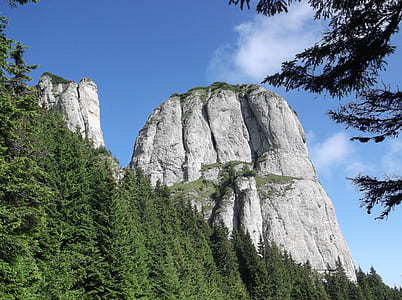 low-angle photography of forest in mountain during daytime thumbnail