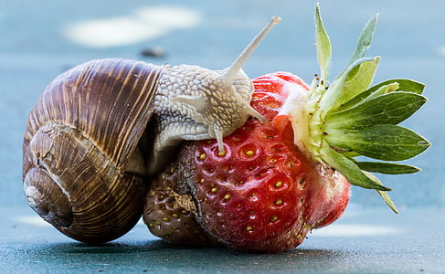 brown snail on green strawberry close-up photo thumbnail