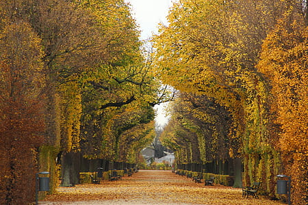 yellow and orange leaf trees thumbnail