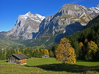 landscape, nature, vacation, trees thumbnail