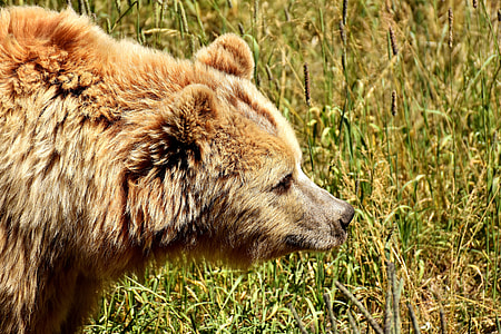 brown Bear thumbnail