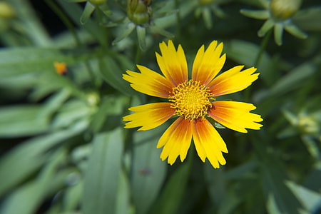 Yellow And Orange Flower Bloom, Garden thumbnail