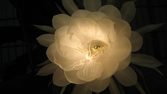 white petaled flower thumbnail