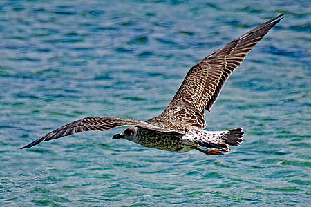 brown seagull over body of water thumbnail