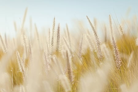 selective focus photography of white fountain grass thumbnail
