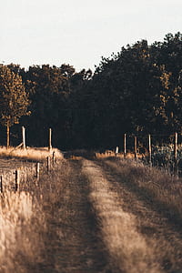 landscape photography of trees thumbnail