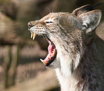 animal yawning thumbnail