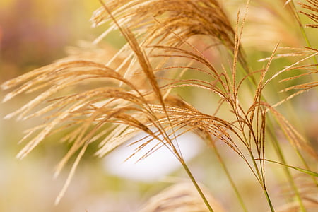 brown plant thumbnail