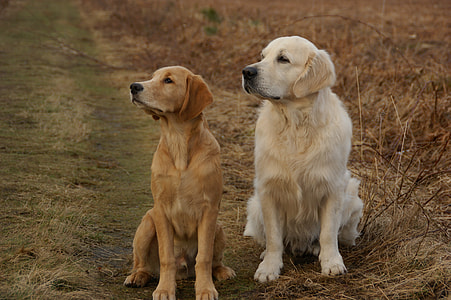 yellow Labrador Retriever and Golden Retriever sitting during daytime thumbnail