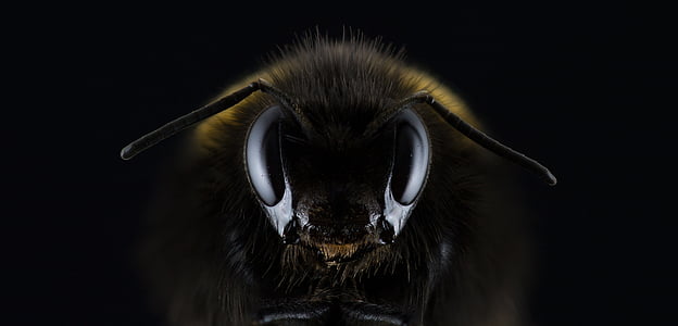 closeup photo of black and yellow bee thumbnail