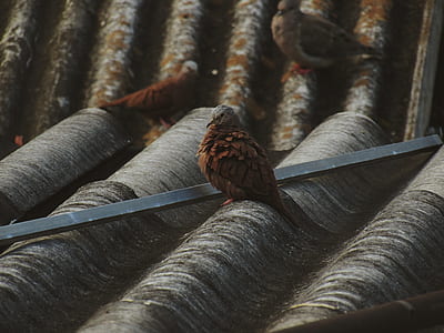 shallow focus photography of brown bird thumbnail