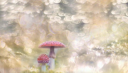 two red mushrooms painting thumbnail
