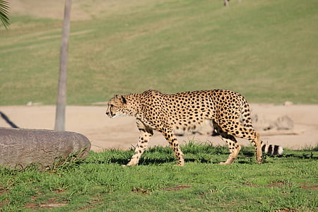 Cheetah walking on green grass during daytime thumbnail