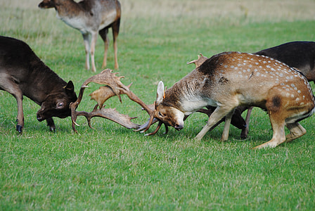 two stags battling on grass thumbnail