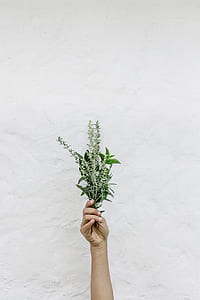 person holding green leafed plant thumbnail